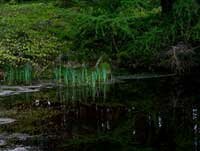 PHOTO: The land which includes Tarns